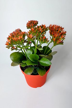 Kalanchoe Blossfeldiana çiçek açan sukulent Flaming Katy 12 cm saksıda