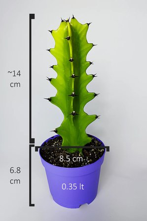 Euphorbia Kaktüs (Süt Ağacı) – Aşı Altı Uyumlu, Kolay Bakım