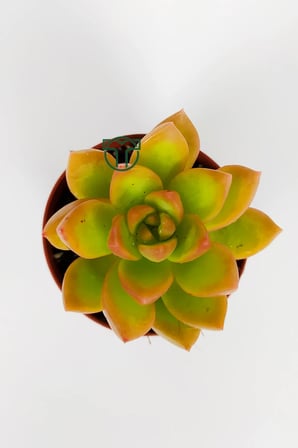 Sedum Nussbaumerianum çiçek açan sukulent yaprakları turuncuya döner 5.5 cm saksıda
