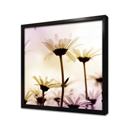 Papatya Yakın Çekim Çerçeveli Cam Tablo