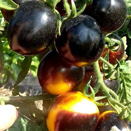 Bosque Bumblebee Cherry Domates Tohumu (15 tohum)