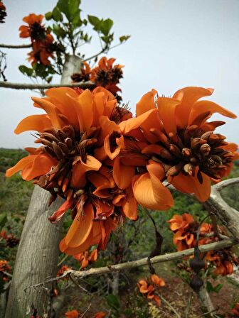 Erythrina Caffra Mercan Ağacı Tohumu (3 tohum)