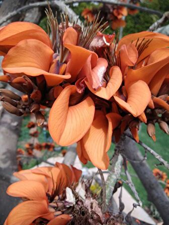 Erythrina Caffra Mercan Ağacı Tohumu (3 tohum)