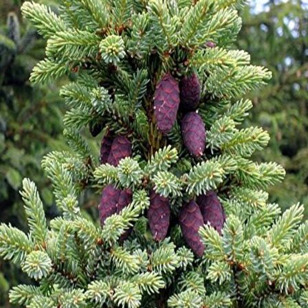 Picea Likiangensis Çin Ladini Tohumu (10 Tohum)