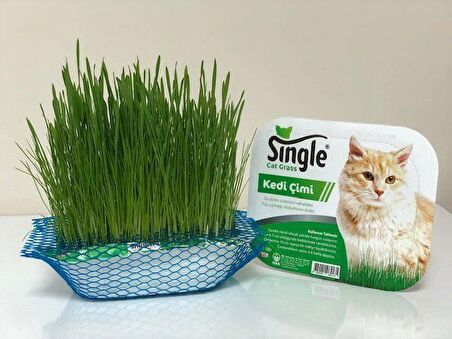 Single Natural Kedi Çimi