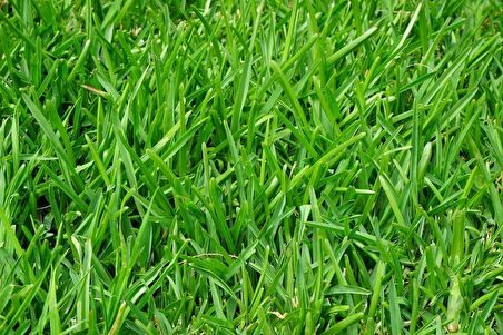 İngiliz Çimi (Lolium Perenne) 5 KG Çim Tohumu