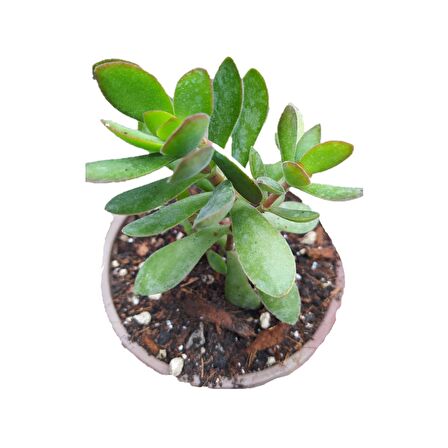 PARA AĞACI ÇİÇEĞİ 10/15 CM BOL DALLI SARKICI TÜR CRASSULA OVATA ŞANS BEREKET ÇİÇEĞİ