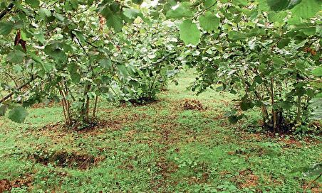 Fındık Fidanı Giresun Yabanisi Sivri  ( 70 Ile 120cm Arası 5 Adet