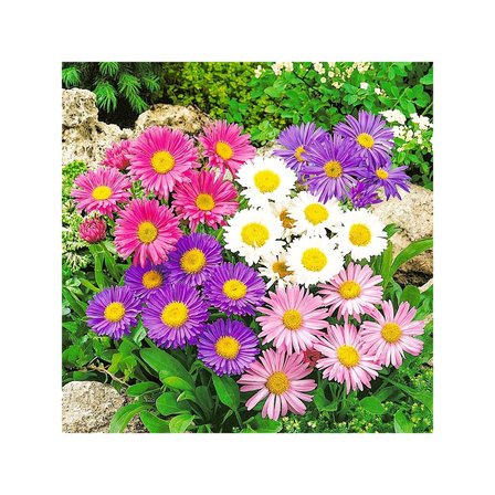 Karışık Aster Çiçeği Tohumu-50 Tohum