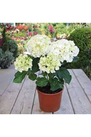 Ortanca Fidanı Hydrangea macrophylla , Beyaz 10-20 cm