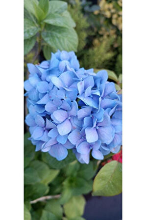 Ortanca Fidanı Hydrangea macrophylla , Mavi