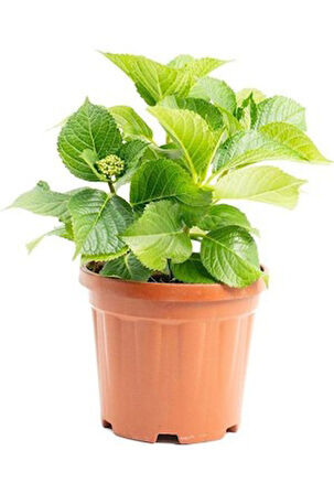 Ortanca Fidanı Hydrangea macrophylla , Mavi