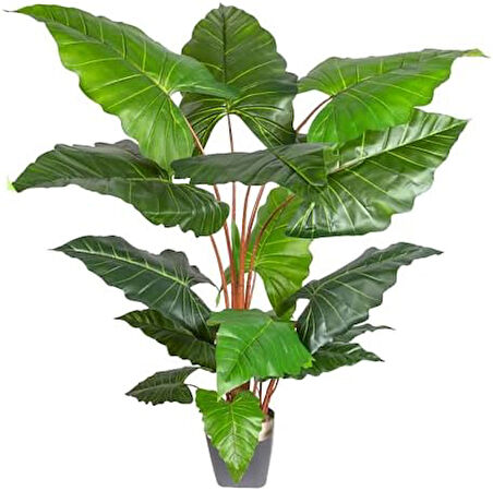 Yapay Alocasia - Fil Kulağı Ağacı Gerçek Dokulu 16 Yaprak 150 Cm.