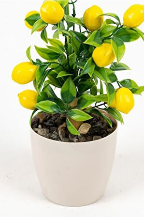 ÇİÇEKÇİNİZ Beyaz Plastik Saksıda Bambu Gövdeli Limon Ağacı 25 Cm