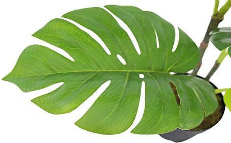Yapay Çiçek Monstera Deve Tabanı Siyah Saksılı Salon Çiçeği 12 Yaprak