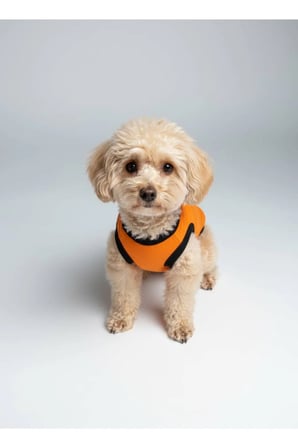 moffi Kedi Ve Küçük Irk Köpekler İçin Günlük Kullanım Pamuklu Atlet
