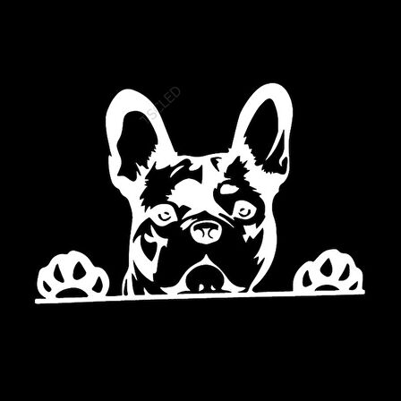 Paws Up fransız Bulldog Frenchie BEyaz Renk Sticker