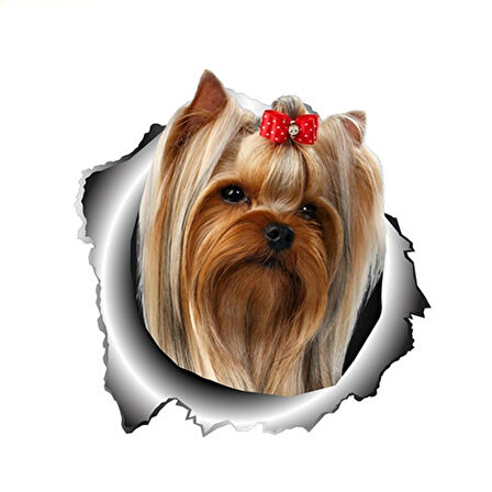 Yorkshire Terrier etiket Araba Sticker Yapıştırması