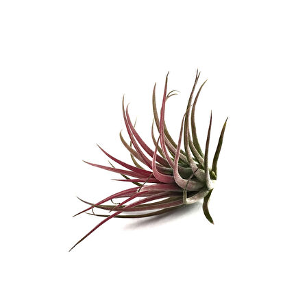 Tillandsia Ionantha (Hava Bitkisi)