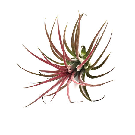 Tillandsia Ionantha (Hava Bitkisi)