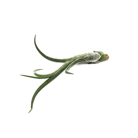 Tillandsia Caput 'Medusae' (Hava Bitkisi)