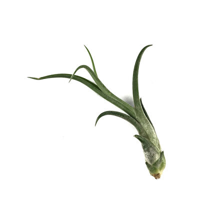 Tillandsia Caput 'Medusae' (Hava Bitkisi)