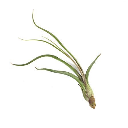 Tillandsia Baileyi (Hava Bitkisi)