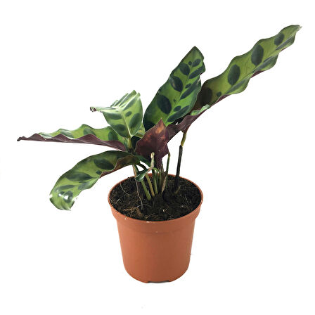 Calathea Lancifolia (Dua Çiçeği)