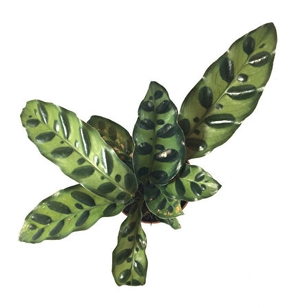 Calathea Lancifolia (Dua Çiçeği)