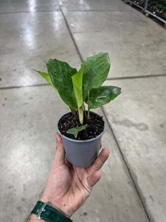Calathea Musaica ‘Network’ (Dua Çiçeği)