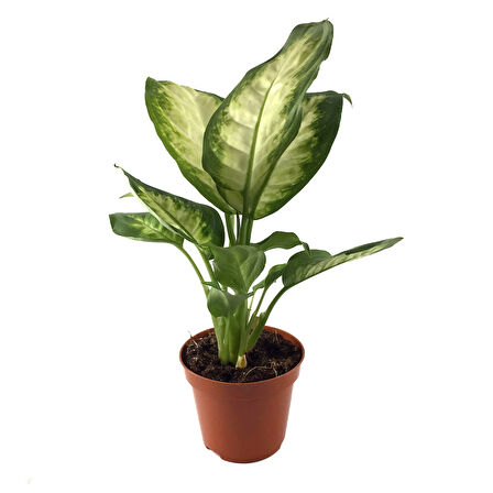 Dieffenbachia Camille (Difenbahya Çiçeği)