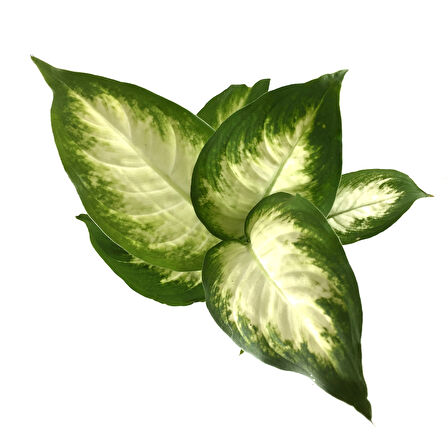 Dieffenbachia Camille (Difenbahya Çiçeği)