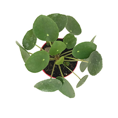 Pilea Peperomioides (Para Çiçeği)
