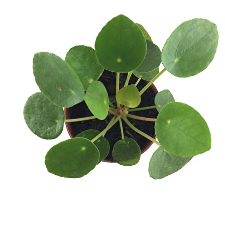 Pilea Peperomioides (Para Çiçeği)