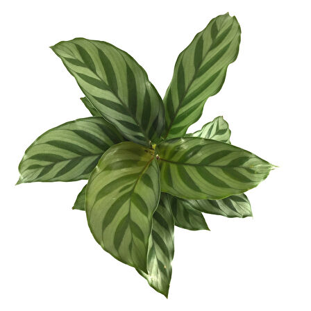 Calathea Concinna 'Freddie' (Dua Çiçeği)