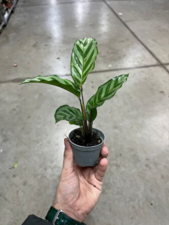 Calathea Concinna 'Freddie' (Dua Çiçeği)
