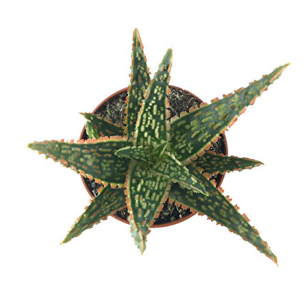 Aloe 'Christmas Carol' (Kaktüs)