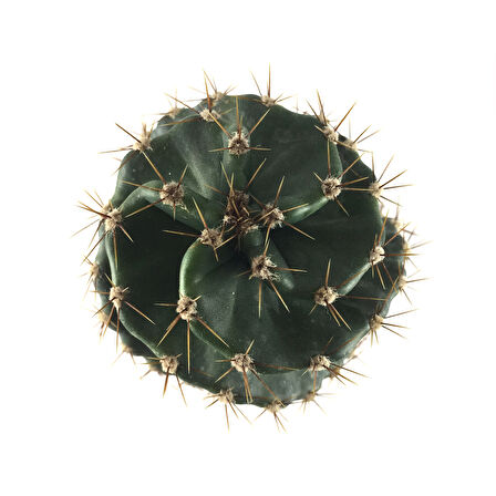 Cereus Forbesii 'Spiralis' (Kaktüs)