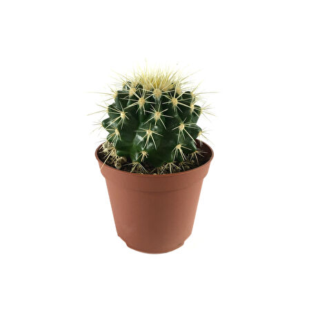 Echinocactus Grusonii (Kaktüs)