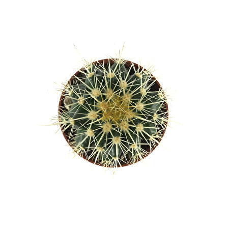 Echinocactus Grusonii (Kaktüs)