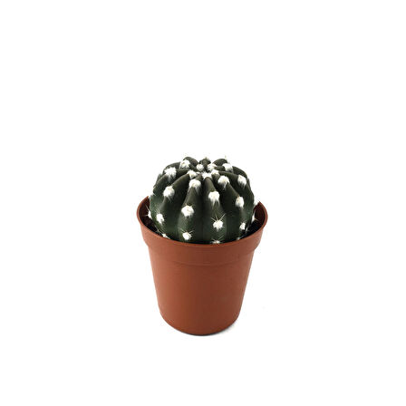 Echinopsis Subdenudata (Kaktüs)