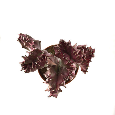 Euphorbia Lactea 'Cristata' (Kaktüs)