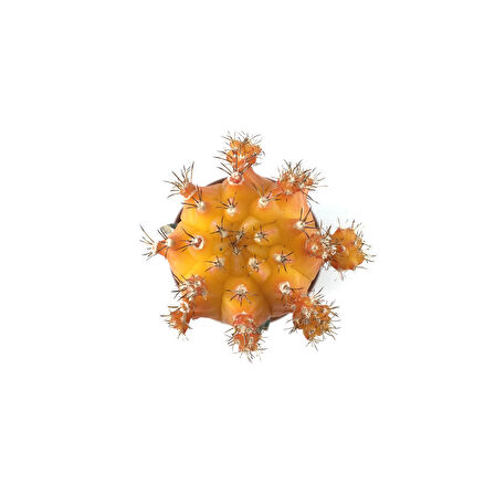 Gymnocalycium Mihanovichii 'Orange' (Kaktüs)