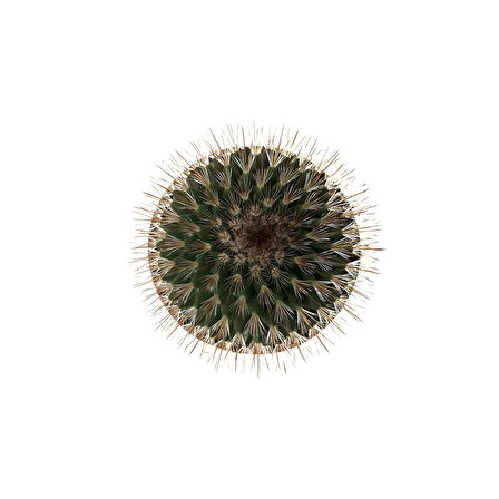 Mammillaria Spinosissima 'Rubrispina' (Kaktüs)