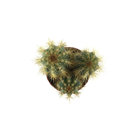 Pilosocereus Azureus (Kaktüs)