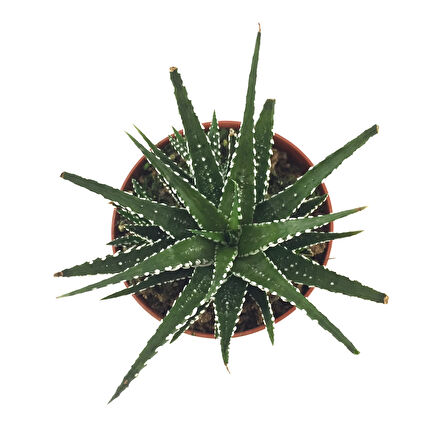 Haworthia Fasciata (Sukulent)