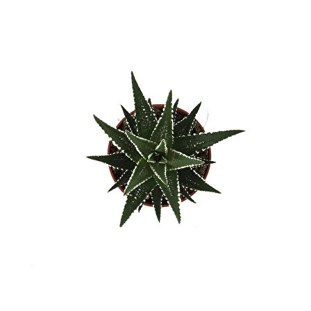 Haworthia Fasciata (Sukulent)