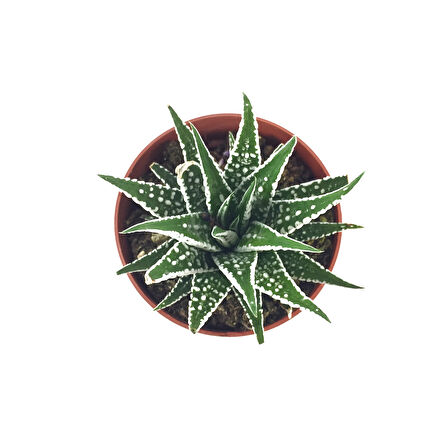 Haworthia Fasciata 'Alba' (Sukulent)