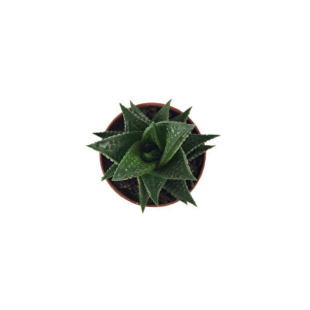 Haworthia Limifolia (Sukulent)