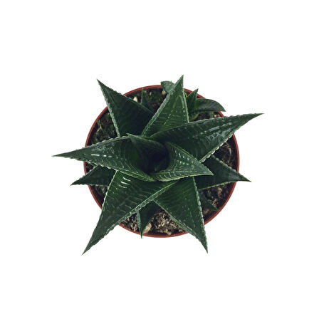 Haworthia Limifolia (Sukulent)